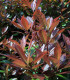 Photinia Fraseri Red Robin