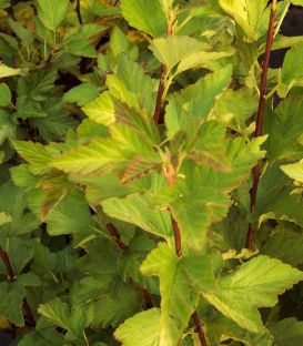 Physocarpus Opulifolius Dart'S Gold