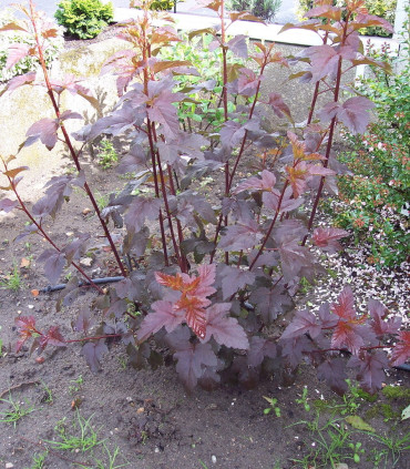 Physocarpus Opulifolius Diabolo