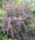 Physocarpus Opulifolius Diabolo