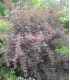 Physocarpus Opulifolius Diabolo