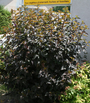 Physocarpus Opulifolius Diabolo