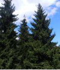 Picea Abies / Epicea Commun