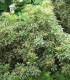 Pieris Forest Flame / Andromede Forest Flame