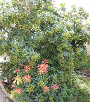 Pieris Forest Flame / Andromede Forest Flame