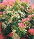 Pieris Forest Flame / Andromede Forest Flame