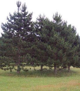 Pinus Nigra Austriaca / Pin Noir D'Autriche