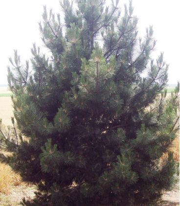 Pinus Nigra Austriaca / Pin Noir D'Autriche