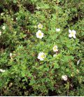 Potentilla Fruticosa  Pink Queen / Potentille Pink Queen