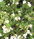 Potentilla Fruticosa Abbotswood / Potentille Abbotswood