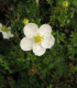 Potentilla Fruticosa Abbotswood / Potentille Abbotswood