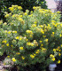 Potentilla Fruticosa Goldfinger / Potentille Goldfinger