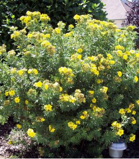 Potentilla Fruticosa Goldfinger / Potentille Goldfinger