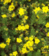 Potentilla Fruticosa Goldfinger / Potentille Goldfinger
