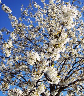 Prunus Avium / Merisier