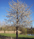 Prunus Avium / Merisier