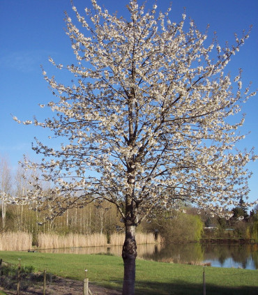 Prunus Avium / Merisier