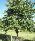 Prunus Avium / Merisier