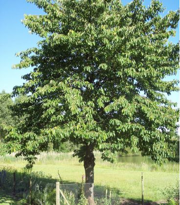 Prunus Avium Origine Forestière / Merisier