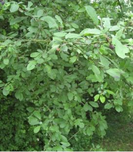 Prunus Cerasifera / Prunier Myrobolan