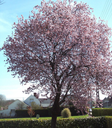 Prunus Cerasifera Pissardii / Prunier Pissard