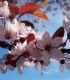 Prunus Cerasifera Pissardii / Prunier Pissard