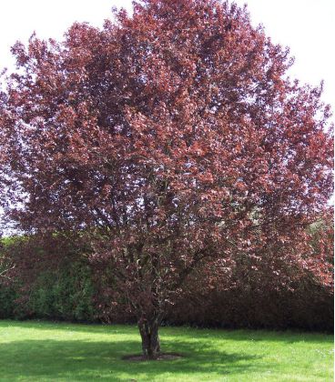 Prunus Cerasifera Pissardii / Prunier Pissard
