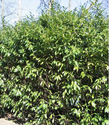 Prunus Laurocerasus Caucasica / Laurier Du Caucase