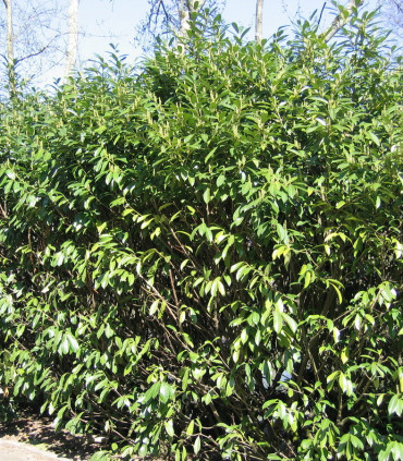 Prunus Laurocerasus Caucasica / Laurier Du Caucase
