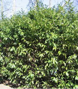 Prunus Laur. Caucasica / Laurier Du Caucase