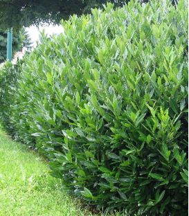 Prunus Laur. Caucasica / Laurier Du Caucase