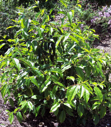 Prunus Lusitanica / Laurier Du Portugal