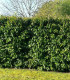 Prunus Lusitanica / Laurier Du Portugal