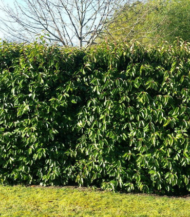 Prunus Lusitanica / Laurier Du Portugal