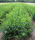 Prunus Mahaleb / Cerisier Sainte Lucie