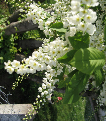 Prunus Padus / Cerisier à Grappes