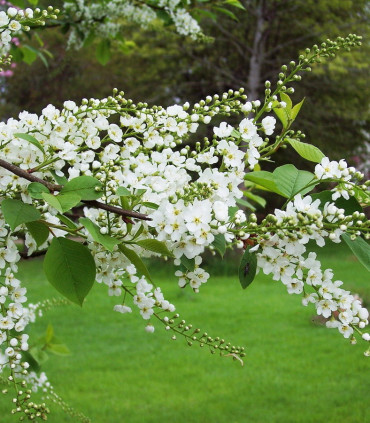 Prunus Padus / Cerisier à Grappes
