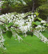 Prunus Padus / Cerisier à Grappes