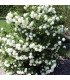 VIBURNUM opulus Roseum / BOULE DE NEIGE