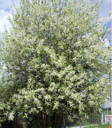 Prunus Padus / Cerisier à Grappes
