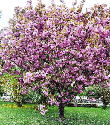 Prunus Serrulata Kanzan / Cerisier à fleurs Du Japon