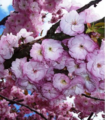 Prunus Serrulata Kanzan / Cerisier Fleurs Hisakura Kanzan