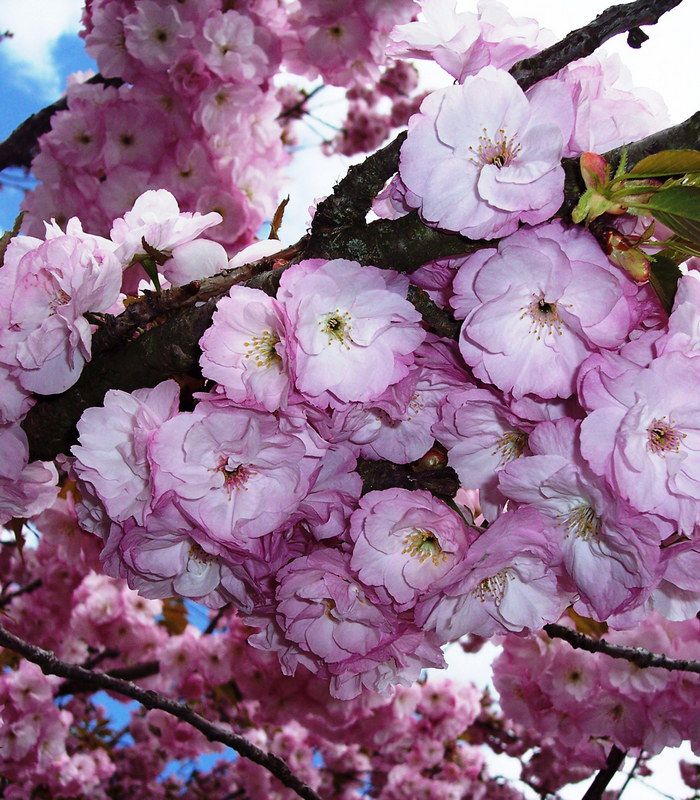 Prunus Serrulata Kanzan Cerisier Fleurs Hisakura Kanzan