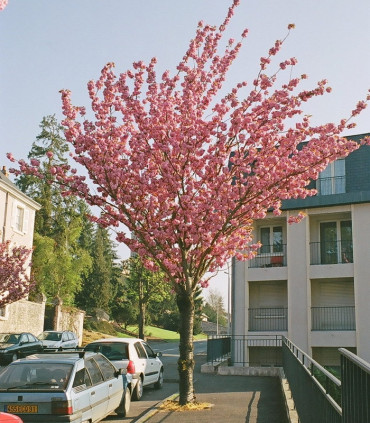 Prunus Serrulata Kanzan / Cerisier à fleurs Du Japon