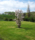 Prunus Serrulata Amanogawa / Cerisier Fleurs Amanogawa