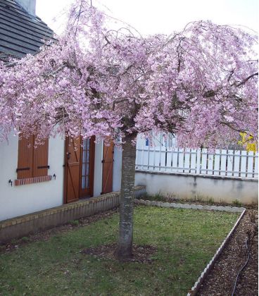 Prunus Serrulata Kiku-Shidare-Zakura / Cerisier à fleurs Pleureur