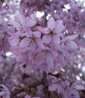 Prunus Serrulata Kiku-Shidare-Zakura / Cerisier à fleurs Pleureur