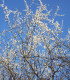 Prunus Spinosa / Epine Noire, Prunellier