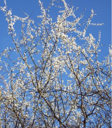 Prunus Spinosa / Epine Noire, Prunellier