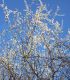 Prunus Spinosa Origine Locale / Epine Noire, Prunellier